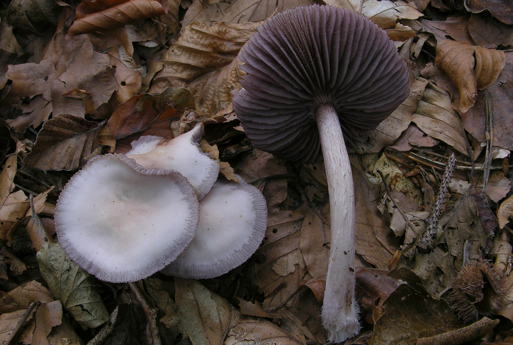 Alcune Mycena.